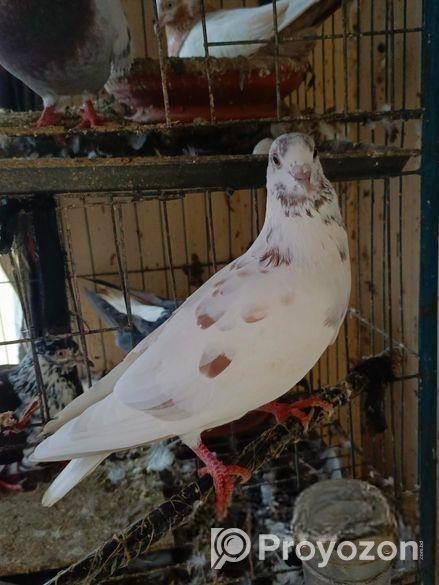 ২ পিস পুরুষ কবুতর