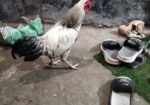 দেশী মোরগ