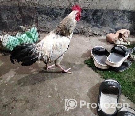 দেশী মোরগ