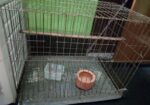 Bird Cage SelL