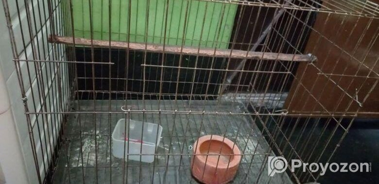 Bird Cage SelL