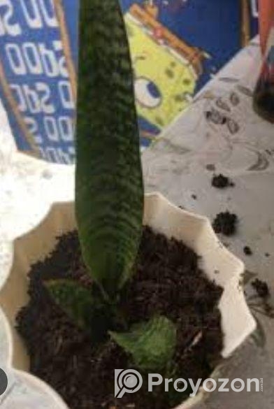 প্রাকৃতিক সৌন্দর্য হচ্ছে গাছ।স্নেক প্ল্যান্ট