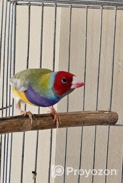 গোল্ডিয়ান মেইল সেল