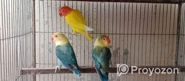 পাখি গুলো সুস্থ এবং হেলদি