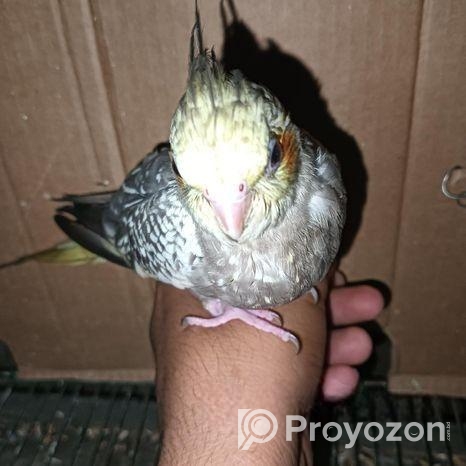 একটি কোকাটেল পাখি আছে বাচ্চা