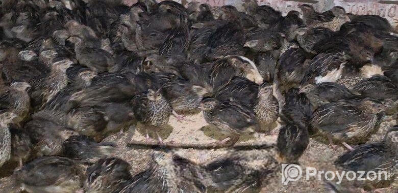 ৬০-৭০ গ্রাম ওজনের গড় কোয়েল পাখি বিক্রি করা হবে