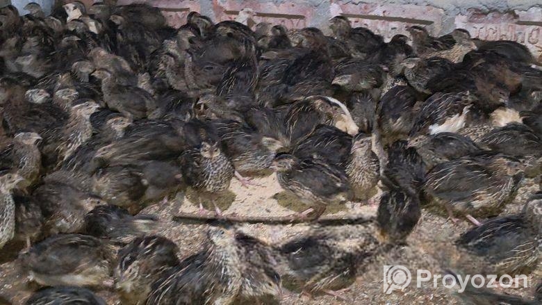 ৬০-৭০ গ্রাম ওজনের গড় কোয়েল পাখি বিক্রি করা হবে