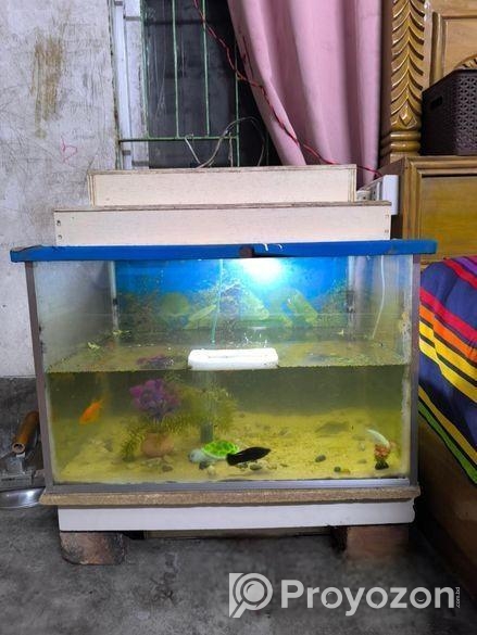 একুরিয়াম ও মাছ ৬টি