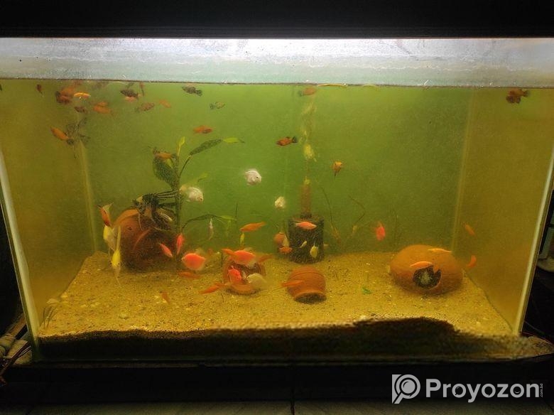 শুধু একুরিয়াম সেল হবে