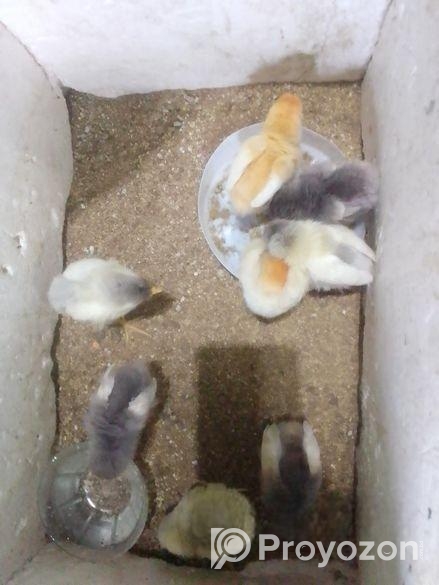 খুব ভালো এবং সুস্থ