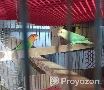 লাভ বার্ড পাখি সেল করা হবে