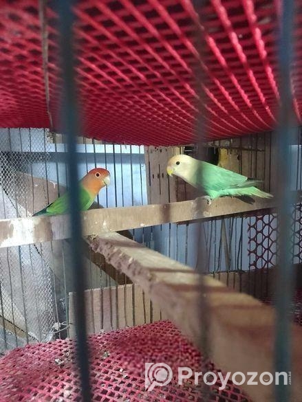 লাভ বার্ড পাখি সেল করা হবে