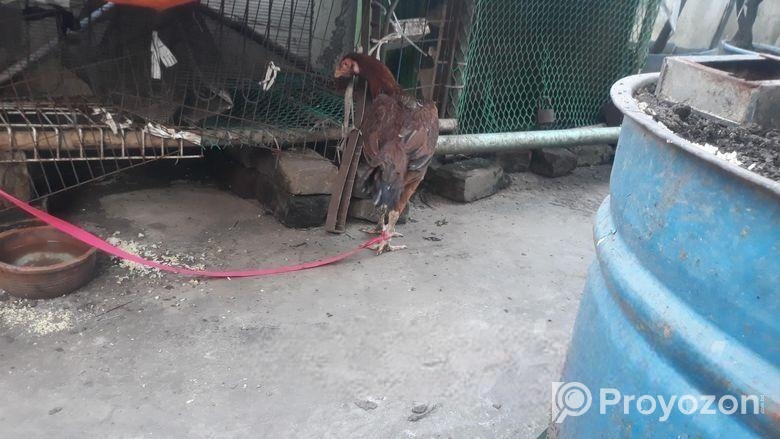 ফাইটার মুরগি, ভেকসিন করা, রাংনি