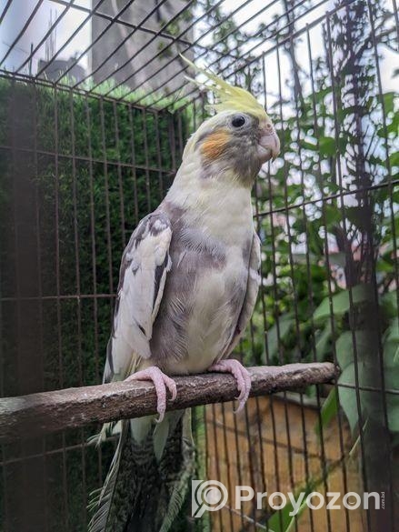 কোকাটেল পাখি