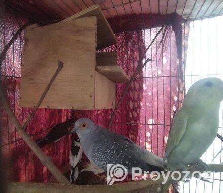 Diamond Dove Male