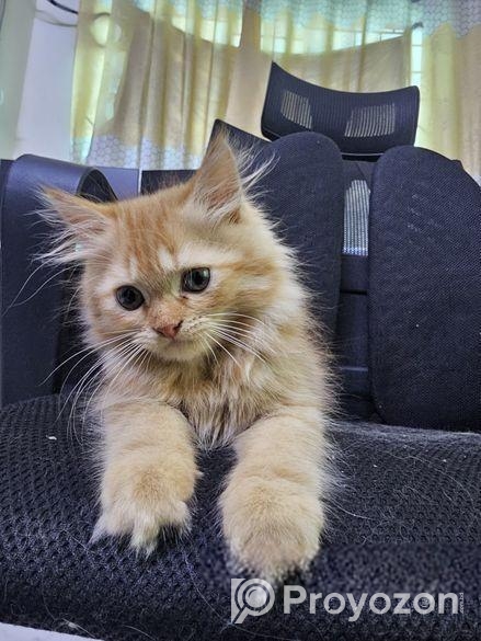 Traditional Pure Persian Mom + Kitten