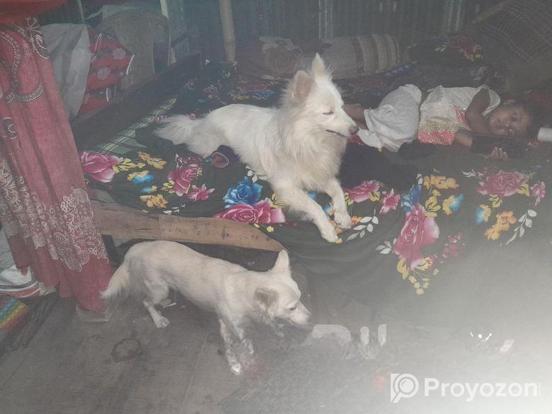 দুইটি জার্মানি কুকুর ফিমেল প্লাস মেল