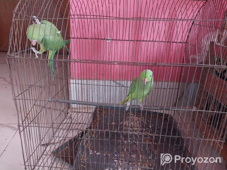 ইন্ডিয়ান রিংনেক টিয়া