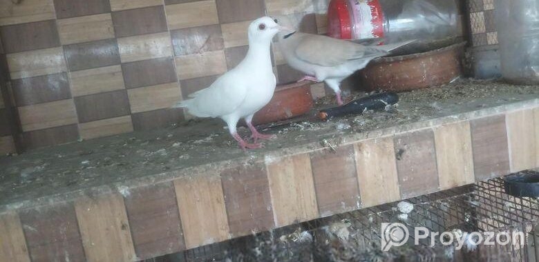 3 pieces Australian Dove(৩ পিচ ঘুঘু)