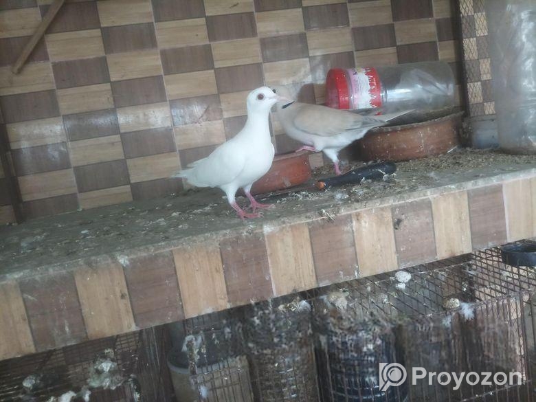 3 pieces Australian Dove(৩ পিচ ঘুঘু)