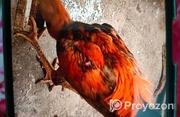 আসিল ফাইটার মোরগ ও মুরগি ফুল এডাল্ট।
