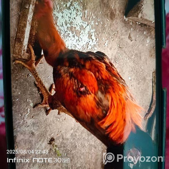 আসিল ফাইটার মোরগ ও মুরগি ফুল এডাল্ট।