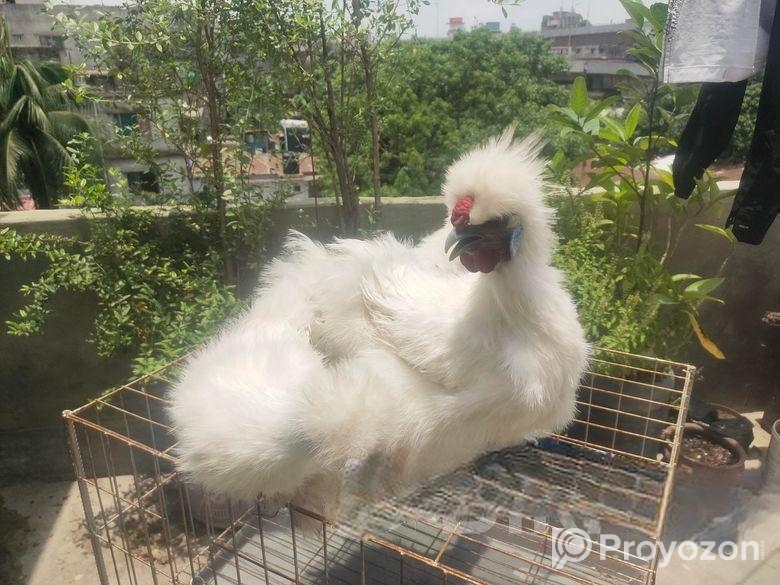 সিল্কি মুরগী এডাল