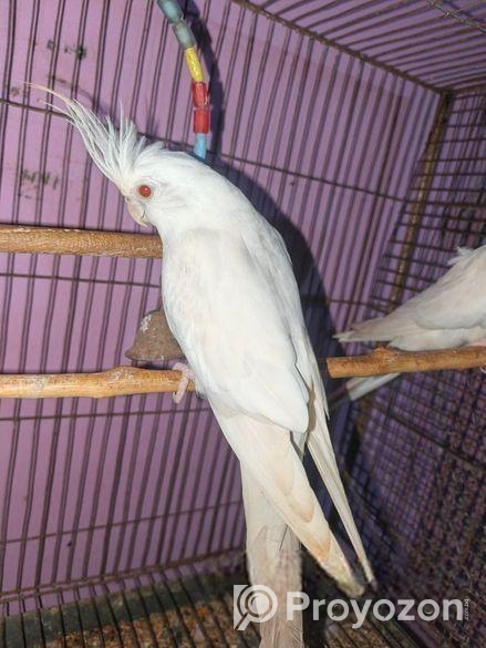 ককাটেল এলবিনো মেল