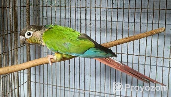 কনিউর রানিং ফিমেইল