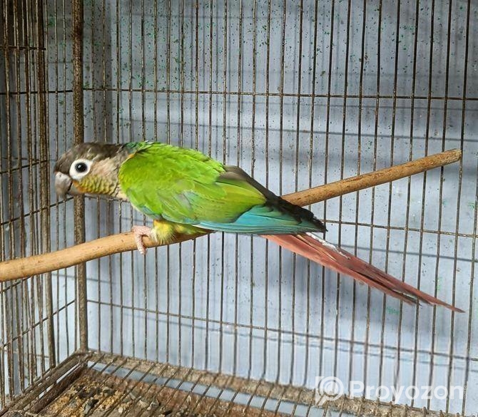 কনিউর রানিং ফিমেইল