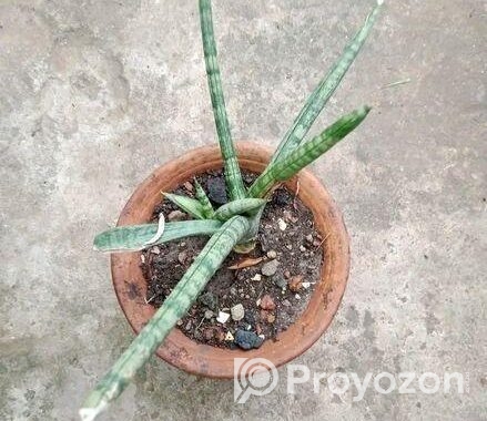 স্নেক প্ল্যান্ট