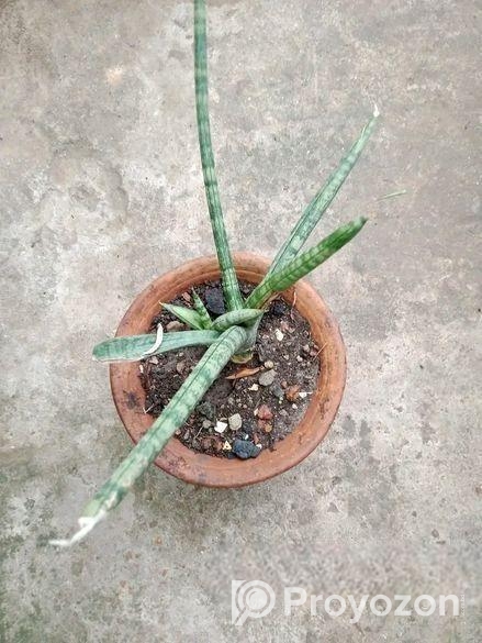 স্নেক প্ল্যান্ট