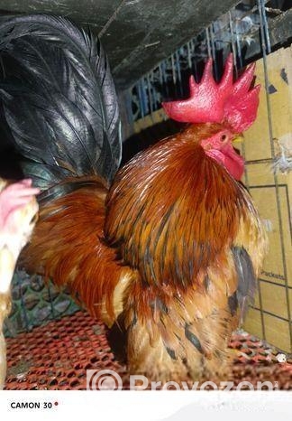 সেরেমা মুরগী বিক্রি হবে