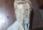 Bird sell