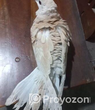 Bird sell