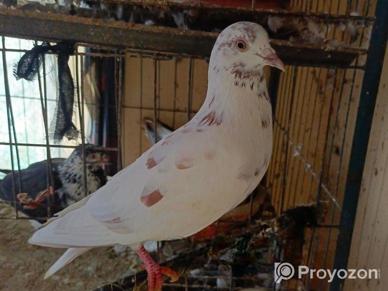 ২ পিস পুরুষ কবুতর