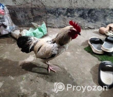 দেশী মোরগ