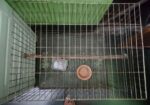 Bird Cage SelL