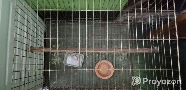 Bird Cage SelL