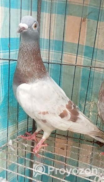 মিলি নর কবুতর