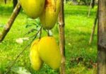 কাটিমন আম
