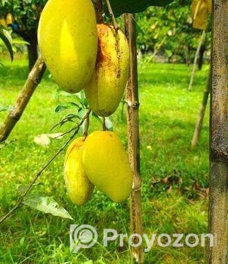 কাটিমন আম