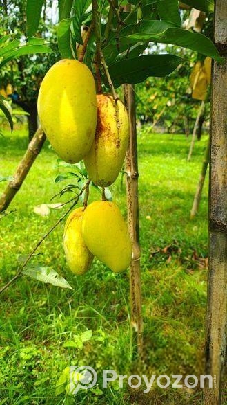 কাটিমন আম