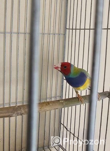 গোল্ডিয়ান মেইল সেল