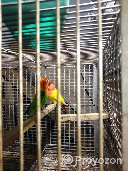 লাভ বার্ড পাখি সেল করা হবে