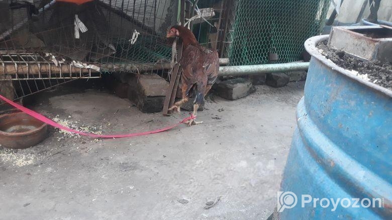 ফাইটার মুরগি, ভেকসিন করা, রাংনি