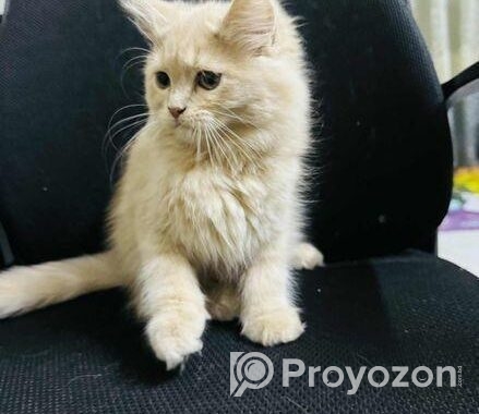 Traditional Pure Persian Mom + Kitten