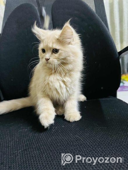 Traditional Pure Persian Mom + Kitten