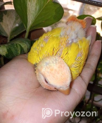 লাভবার্ড