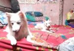 দুইটি জার্মানি কুকুর ফিমেল প্লাস মেল